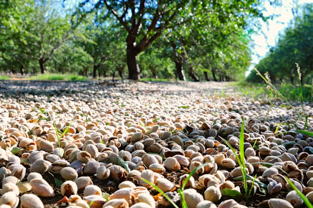 Late maturing Fritz almonds drying on the orchard floor 