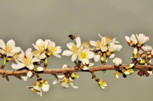 The Sonora variety almond bloom is advancing. 