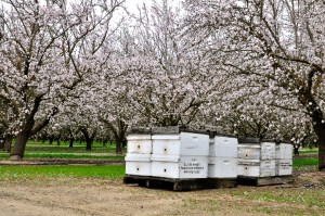 Bee activity was rendered quiet throughout the almond growing region by Wednesday’s blustery winds and rain. 