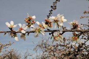 Almond blossom for the Sonora variety. 
