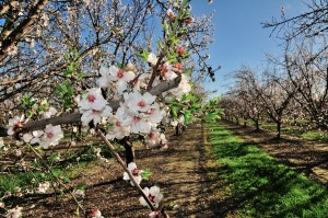 The rising bloom of the Padre variety almond. 