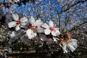 Shown here is the  Nonpareil variety almond in full bloom. 