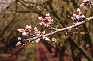 Nonpareil and California type almond varieties are progressing through the green tip stage, with advanced plantings showing a significant proportion of their buds in the pink stage.