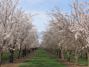 View down-the-row of the Aldrich and Price variety of almond trees in the Durham area of Butte County, California.