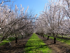 The almond bloom of the Carmel and Aldrich varieties in the Durham area of Butte County, California.
