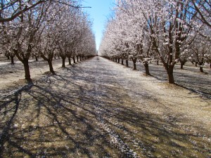 The Nonpareil and Aldrich almond varieties in the Durham area of Butte County, California.