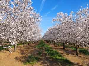 Butte and Padre almond trees in full bloom in the Durham area of Butte County, California