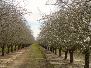 Nonpareil and Sonora variety almond trees coming into bloom  in the Woodland area of Yolo County, California. 
