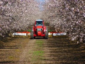 An almond grower controlling the weed growth within the orchard in the Chowchilla area of Madera County, California.