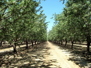 Almond orchard ready for harvest.