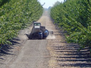 A sweeper preparing the almond crop to be picked up, both in the Arbuckle area of Colusa County.