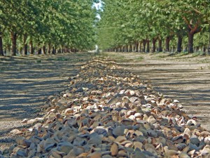 Nonpareil almonds waiting to be removed from the orchard.