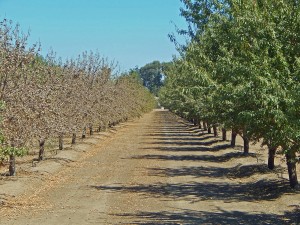 This image of an orchard in the San Joaquin Delta where the saline water drawn from the San Joaquin River has started to burn the leaves on the Monterey variety. Note that the adjoining Nonpareil variety is not showing adverse symptoms. 