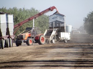 Loading operations in the Delano area of Kern County.