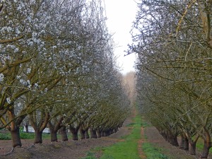 The Sonora almond variety in the early bloom stages of the 2016 California almond crop. 