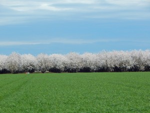 The almond bloom is progressing in Ripon, California. 