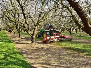 An almond grower mowing the grasses in his orchard in the Salida area