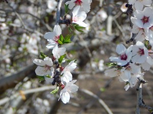 The almond bloom is well under way in Central California. 