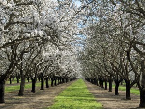 An almond orchard featuring Nonpareil and Butte varieties in the Durham area of Butte County 
