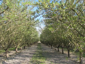 Down-the-row shot of a Nonpareil and Carmel orchard