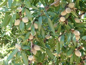 Developing Butte nuts in the Modesto area of Stanislaus County