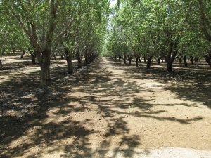 An orchard receiving its final pre-harvest irrigation