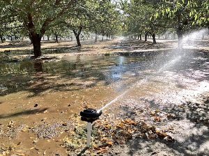 An orchard receiving its critical post-harvest irrigation,