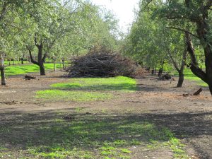 Individual trees being removed in an orchard in Butte County