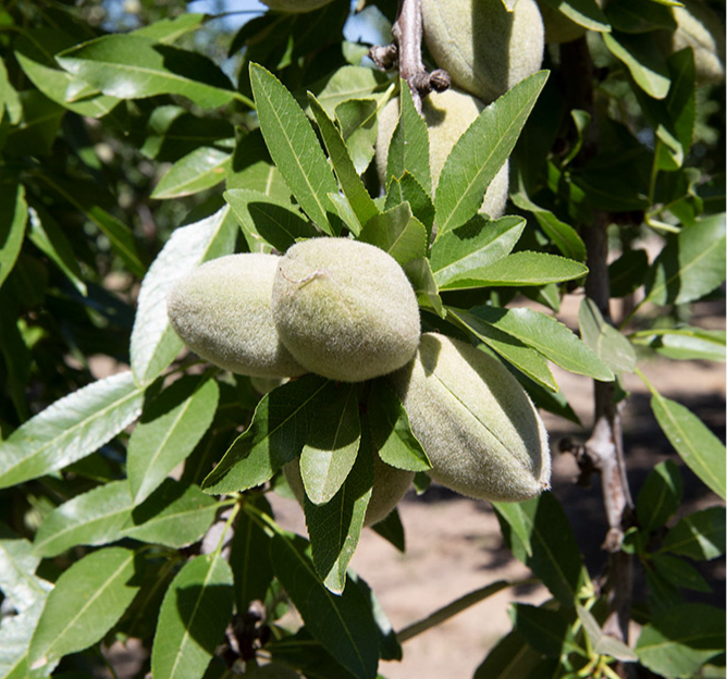 Article 2_tree-nut_H6A0009@2x Article 2_tree-nut_H6A0009@2x